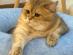 -柴迷FANS CLUB·柴犬狗咖·猫咖
