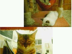 -猫色咖啡·猫咖