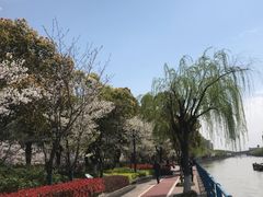 -高东镇樱花园