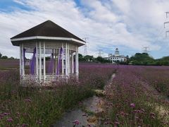 -紫颐香薰山谷景区