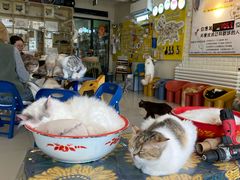 -平行世界·猫咖(首经贸店)