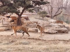 -北京野生动物园