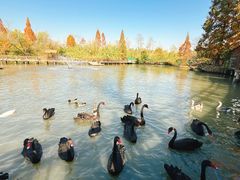 -溱湖国家湿地公园