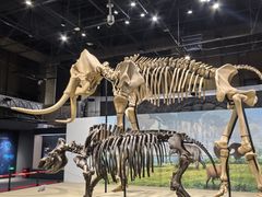 -国家自然博物馆