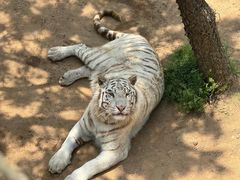 -西霞口神雕山野生动物世界