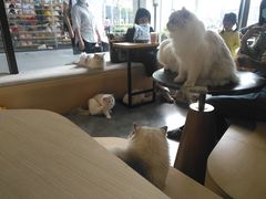 -瞄一喵猫咖(格力海岸店)