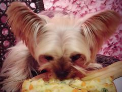 -百好乐宠物友好餐厅(朝外大街店)