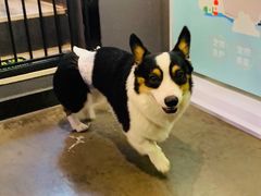 -百好乐宠物友好餐厅(朝外大街店)