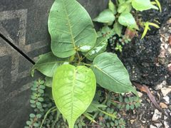 -南宁良凤江国家森林公园