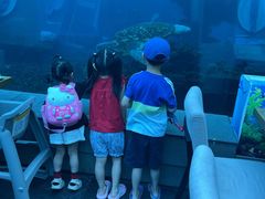-海棠湾洲际-涛·海底餐厅·美人鱼·自助餐·海底隧道