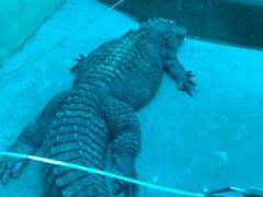 -新疆天山野生动物园