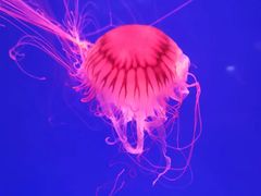 -芜湖新华联大白鲸海洋公园