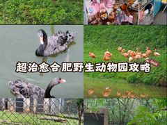 -合肥野生动物园