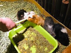 -藦茜花园宠物主题亲子互动体验馆(国顺东路店)