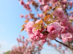 -歌斐颂巧克力小镇