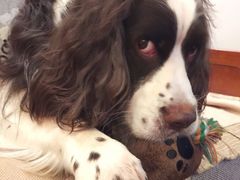 -安安宠医·安宠宠物医院