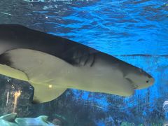 -烟台海昌鲸鲨海洋公园