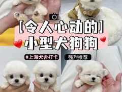 -萌宠之家·腊肠犬·马尔泰·小体犬舍