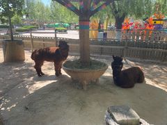 -石家庄市动物园