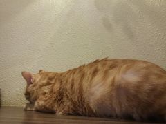 -more than meow吴止猫主题餐厅(承德 中船汇店)