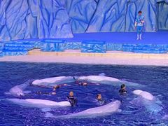 -珠海长隆海洋王国