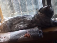 -芭比堂动物医院·犬猫全科·异宠专科(雁塔分院)