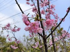 -嘉北郊野公园