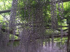-嘉定紫藤园