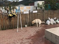 -趣玩宠物乐园寄养训犬训狗游泳池