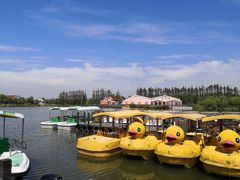 -上海长兴岛郊野公园