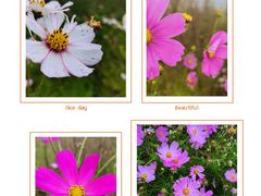 -武陵山森林公园