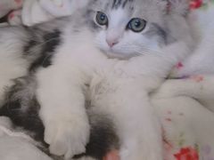 -lincat·猫舍(广州店)