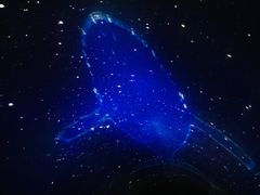 -大连圣亚海洋世界