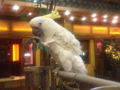 大白-那家小馆•北京菜•烤鸭(香山店)