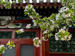 -海棠花溪(元大都城垣遗址公园)