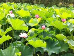 -荆川公园