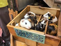 -正佳雨林生态植物园