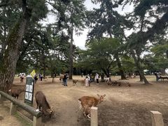 -奈良公园