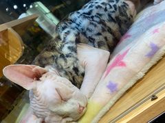 -欣宠猫屋·矮脚拿破仑·蓝金金渐层