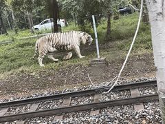 -秦皇岛野生动物园