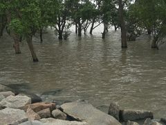 -宝安西湾红树林湿地公园