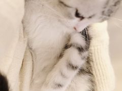 -欣宠猫屋·矮脚拿破仑·蓝金金渐层