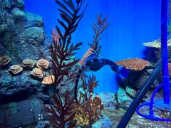 -上海海洋水族馆