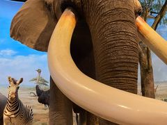 -陕西自然博物馆