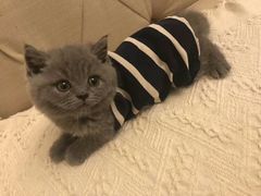 -喵zoo家庭繁育猫舍(尖东智能花园店)