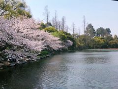 -西湖游船