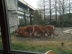 -上海野生动物园老虎餐厅