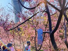 -狐尾山公园