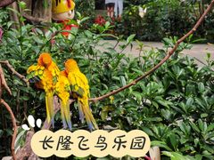 -广州长隆飞鸟乐园