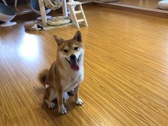 丸子-废柴休闲屋·撸狗咖撸猫咖